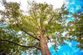 Best Tree Health Inspection  in Lake Havasu City, AZ